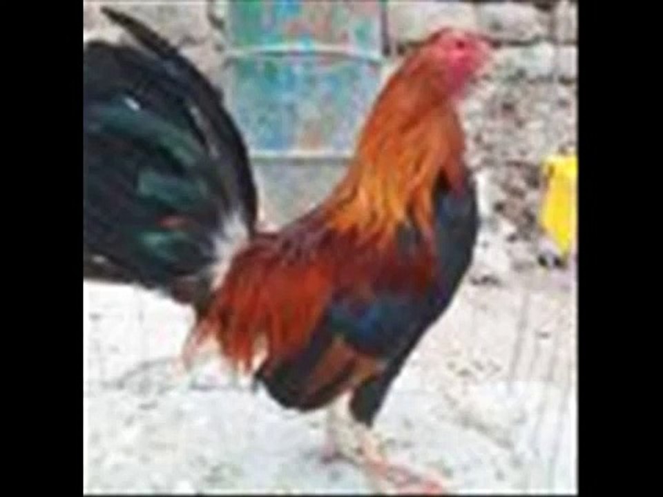 gallos y borregos
