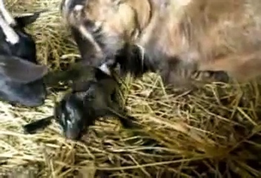 Vecchia fattoria: parto di una capretta tibetana