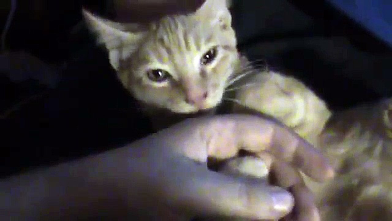 Pussy Licking