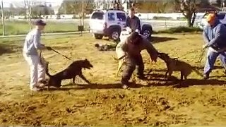 Bay Area Ca Pro Dog Training 4 dog attack protection training