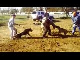 Bay Area Ca Pro Dog Training 4 dog attack protection training