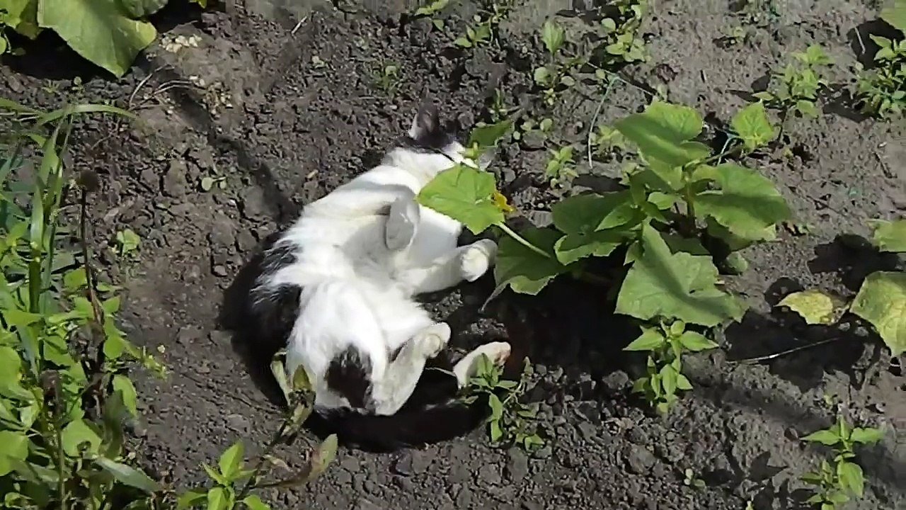 Мурчик