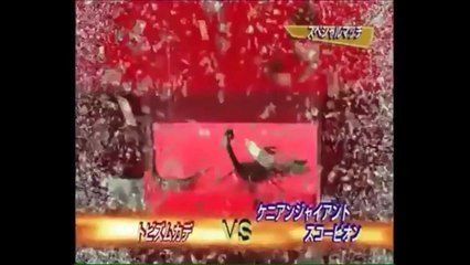 MINI EMPEROR SCORPION VS GIANT CENTIPEDE