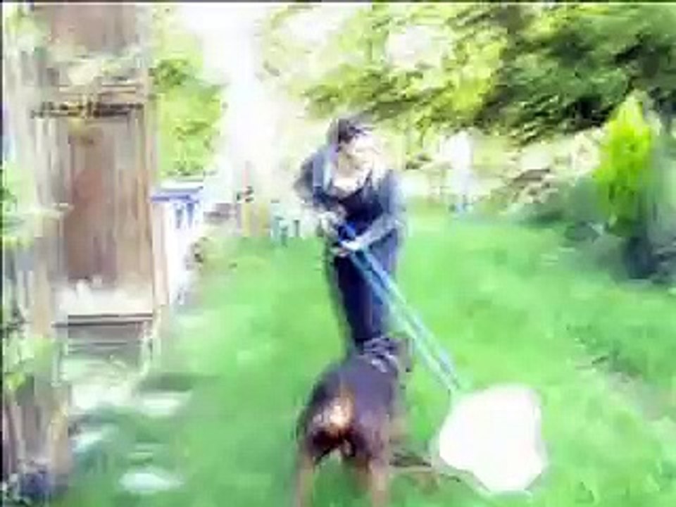 The Holidays with Dobermanns