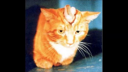 Animal experimentation