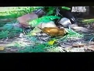 985 LB PYTHON The Length of a Four Story Building