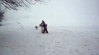 Siberian Huskies pulling dog sled