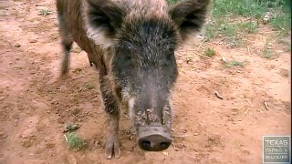 Hogs Gone Wild - Feral Hogs in Childress, Texas