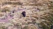 Mother and Baby Wombats wild in Tasmania