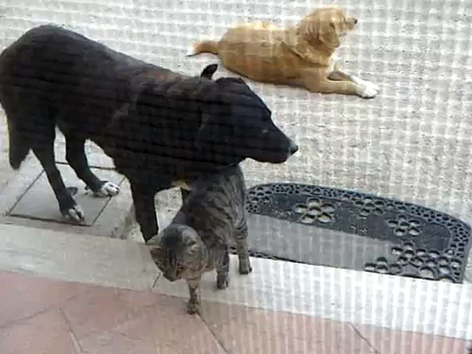 Gatto geloso del Cane