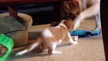 Cavalier King Charles Spaniel and Yellow Labrador Retriever playing