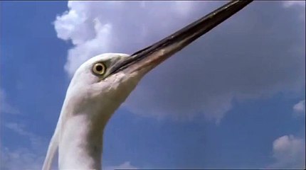 Animali predatori (documentario) parte 2 di 6