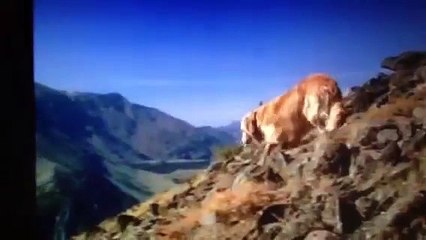 Homeward Bound: The Incredible Journey