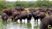 Buffalo herd drinking at Tintswalo safari lodge
