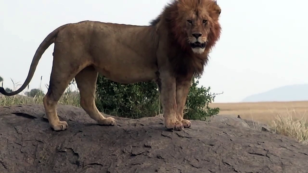 3 Big Male Lions - Lemala Ewanjan - July 2012