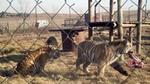 Tigres siberianos brigando em Safari