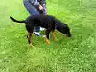 Rottweiler 8 months