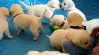 White Lab puppies