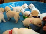 White Lab puppies