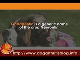 Prescription Painkillers for Dog Arthritis User Guides Part 2 - Gabapentin