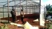 Wooden greenhouse kenya constructors +254723053026