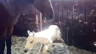 baby horse - chupchic