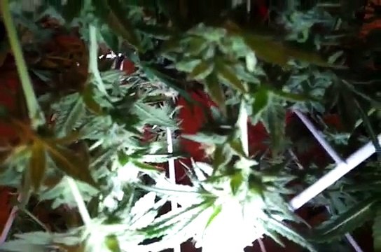 S4 E11 blue cheese citical kush day55 harvest