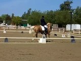 Marshall, Saddlebred Stallion, Dressage First Level Test 1