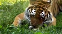 National Geographic Wild American Tiger 720p Full documentary Michaelroll wildfire