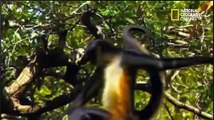 IMPACTO ANIMAL - LA SELVA // NATIONAL GEOGRAPHIC CHANEL // PARTE 1