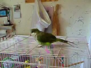 Quaker parrot eats camera