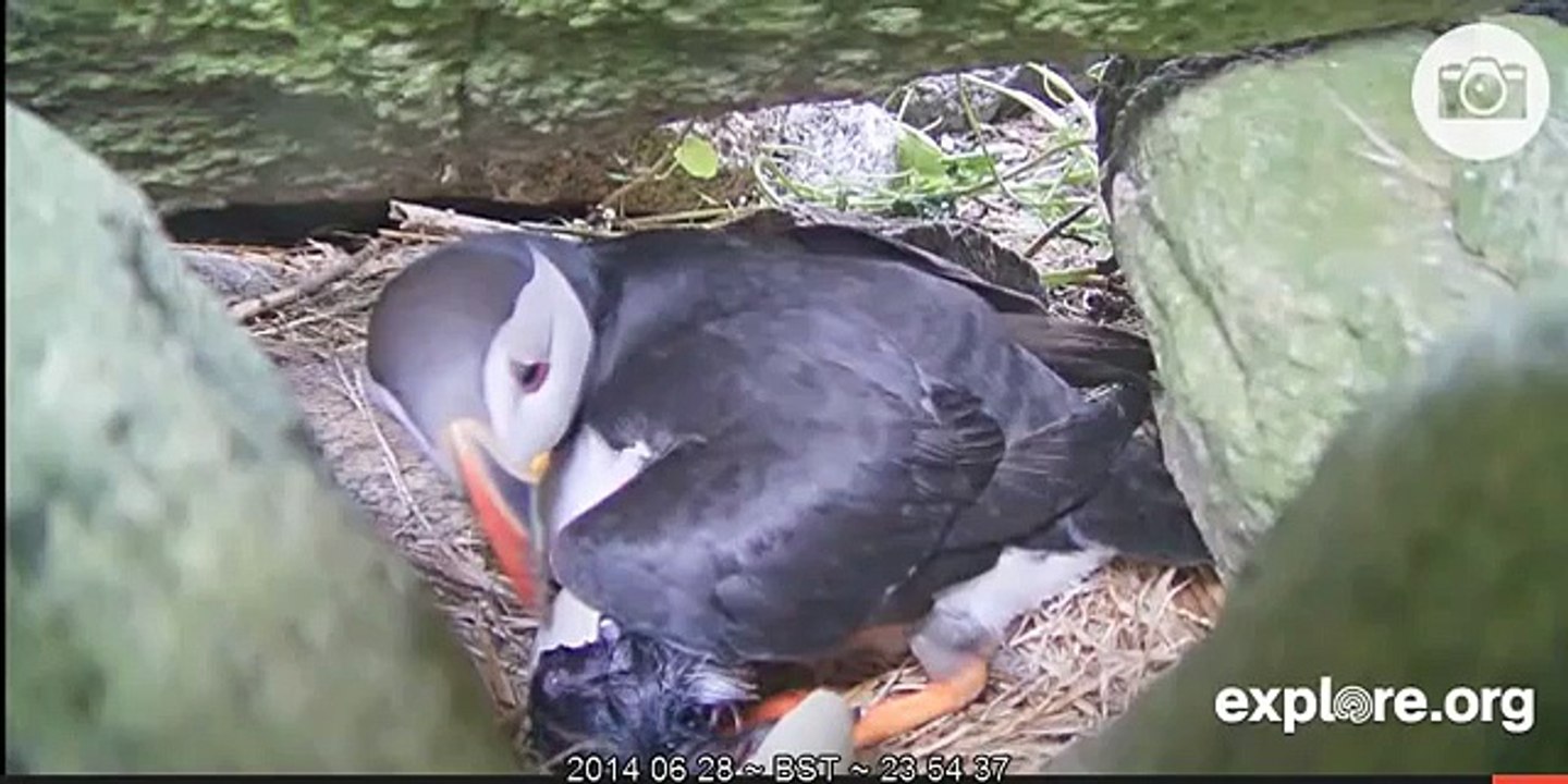 Puffling (puffin chick) hatching - Audubon Society