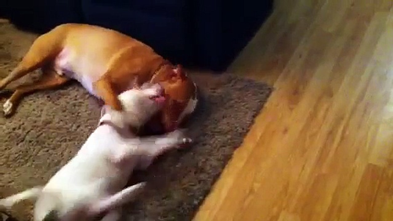 Pit-bull vs Pitt-bull/Dachshund