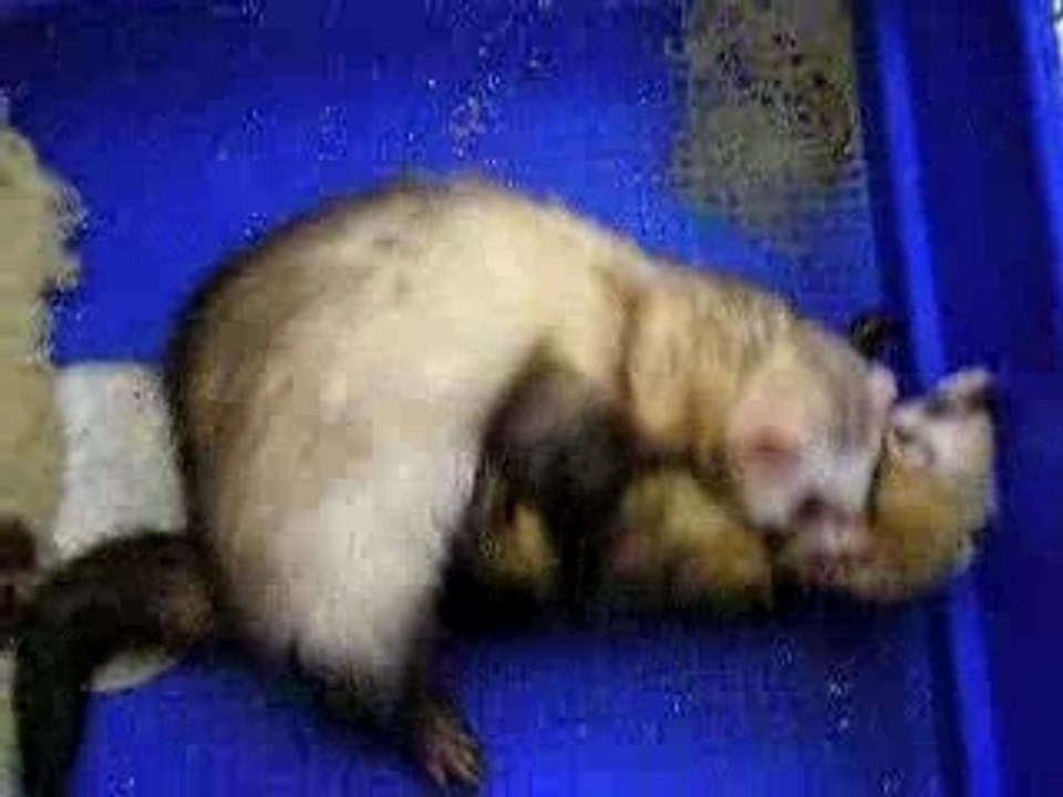 saillie furet 3