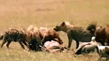 Download Video: Animals Documentary Hyenas Hunting Wildebeest - Wild Hunt -  Hyenas vs Lions National Geographic