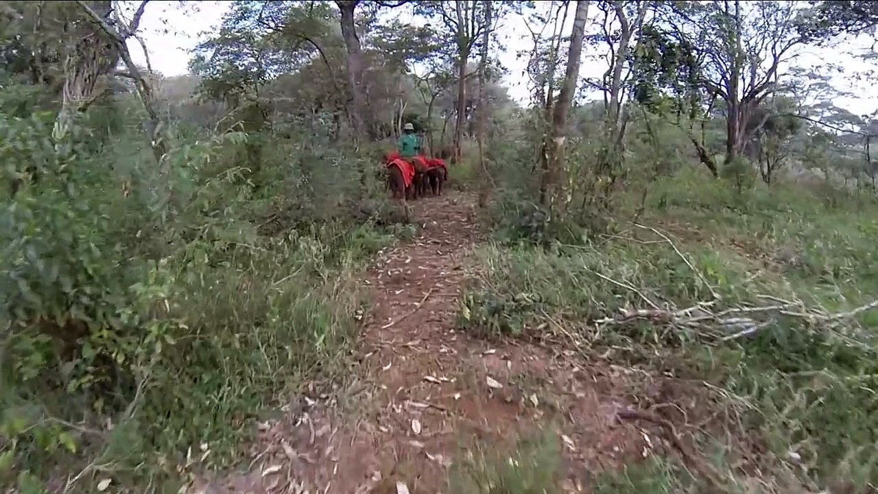 AN EARLY MAY MORNING - NAIROBI NURSERY