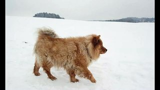 Walking the dog - Ngày Ngày Dắt Chó Đi Chơi