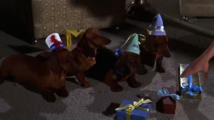 4 bassotti per un danese - S.O..avi