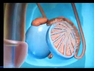 male reproductive system