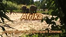 Afrika - Jonge dieren in Dierenpark Emmen