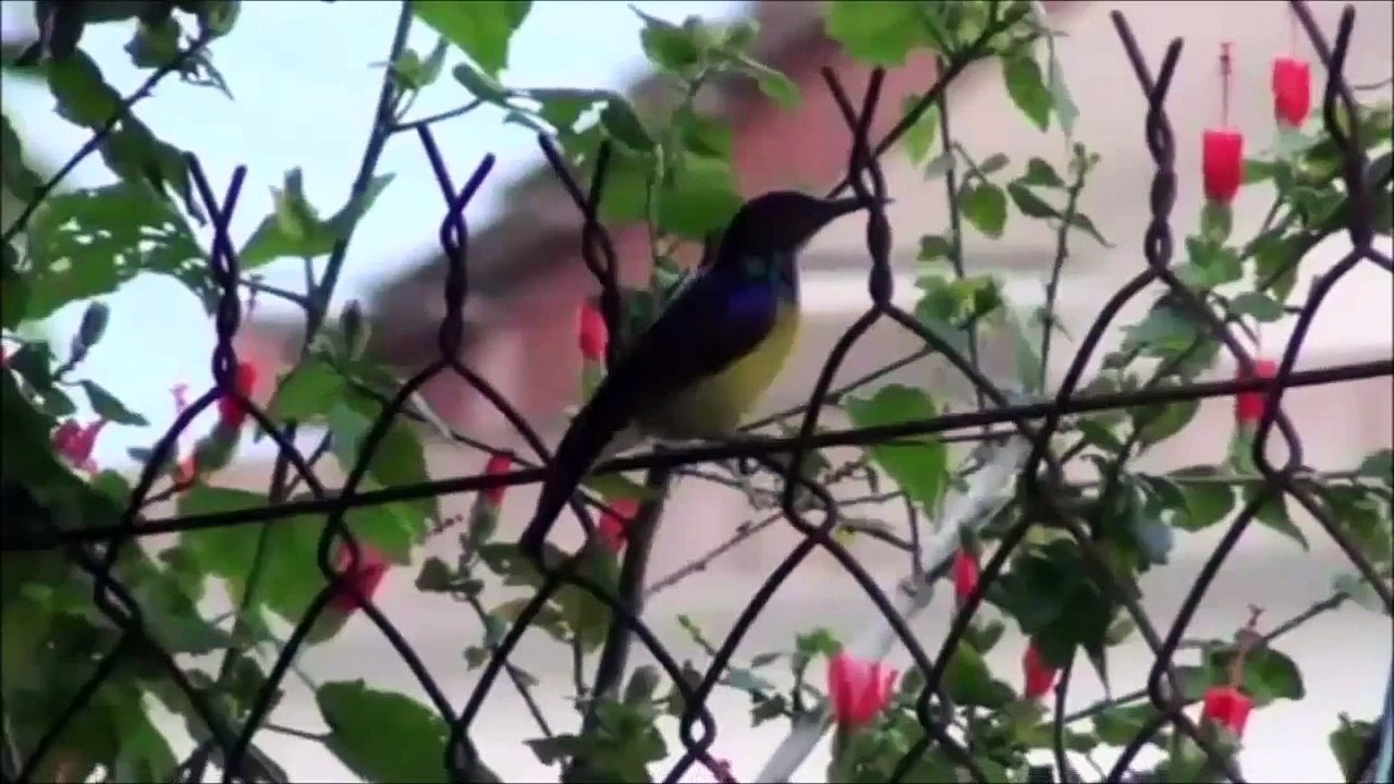 Kicau Liar Kolibri Kelapa di kebon asyik banget