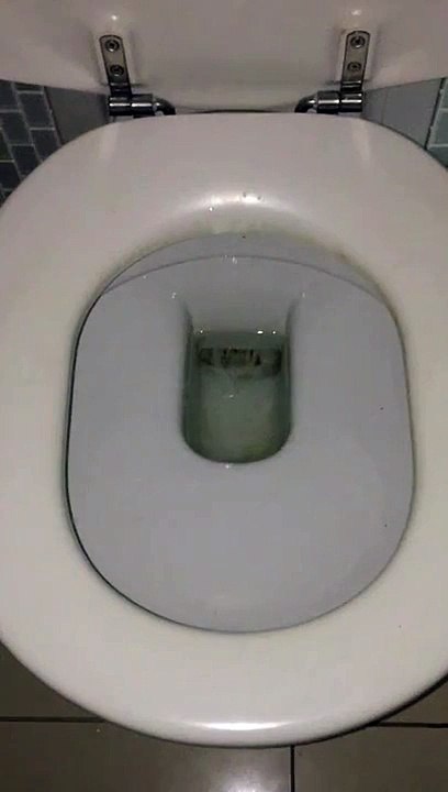 Huge spider hiding in toilet