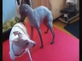 animals  doggy style humping funny video~1