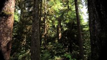 Great Bear Rainforest PSA - 40 years of Greenpeace victories