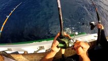 Limits of Yellowfin Tuna - Malahini San Diego, CA