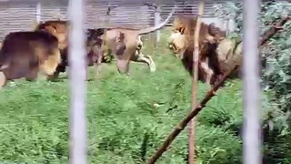 Lion brothers fight