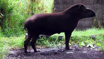 BRAZILIAN TAPIR with five legs at Melbourne zoo - Australia