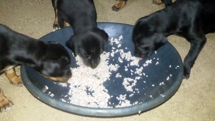 Doberman puppy's feeding first time 3 week only