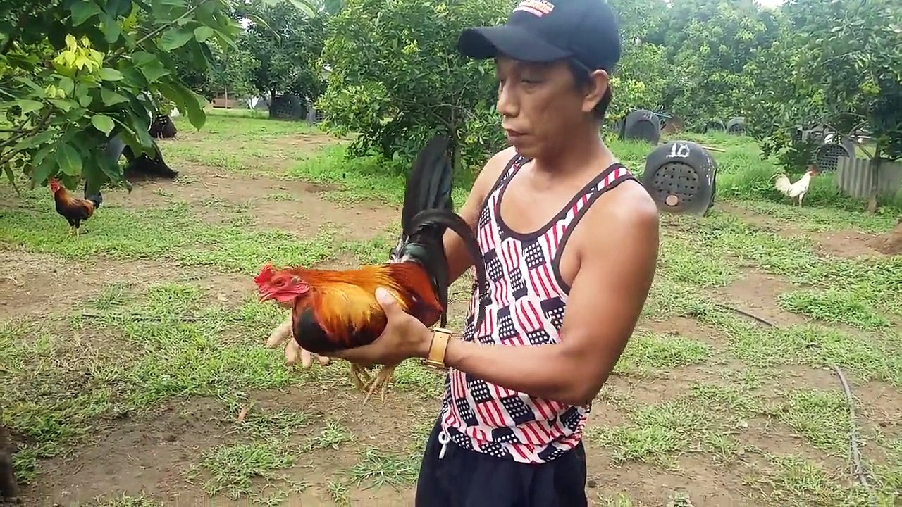 Pagpupungos Using FAST HEAL Spray by Jap Gagalac