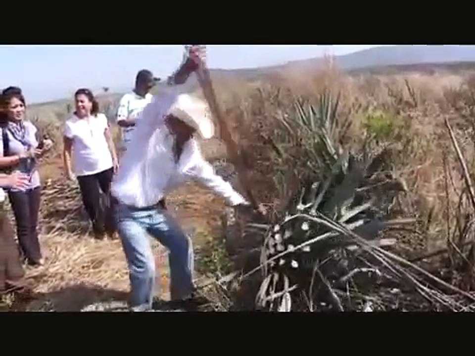 How Tequila is made
